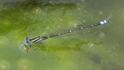 J19_2087 Austroagrion watsoni male